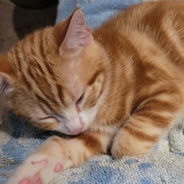 Photo of Ginge