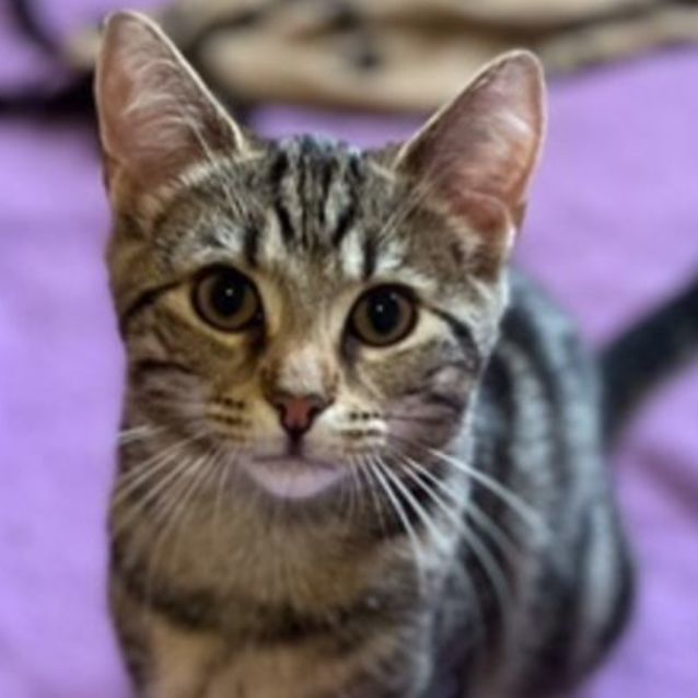 Photo of Quincy   Located In Preston From October 18