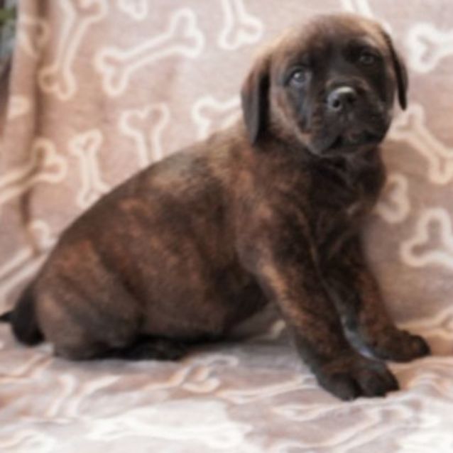 Photo of Chevy