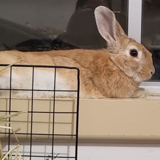 Photo of 🐰Artemis (Located In Bayswater)
