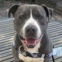 Photo of Tyson