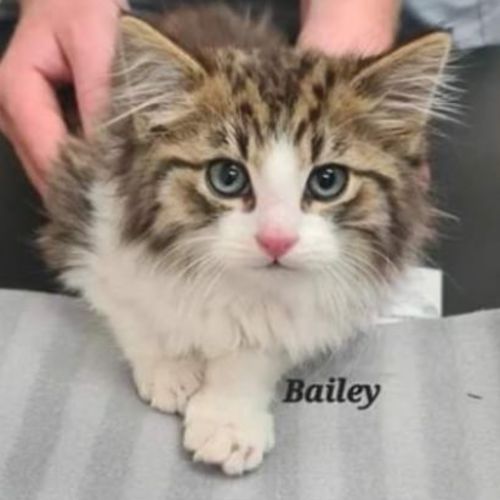 Bailey
