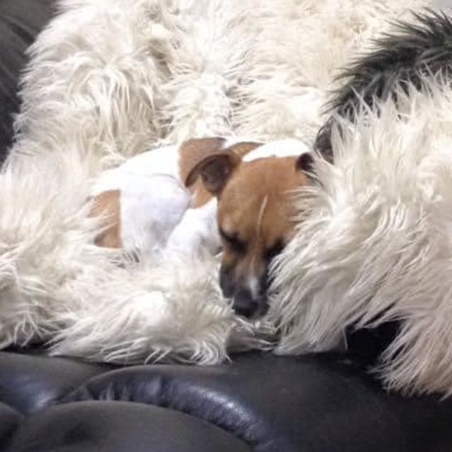 Photo of Apollo Dl2687