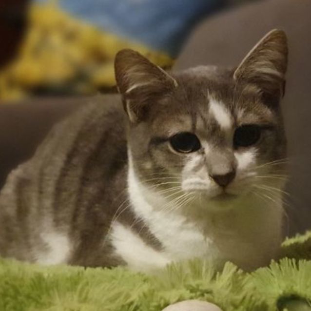 Photo of Chisai (And Charlie)