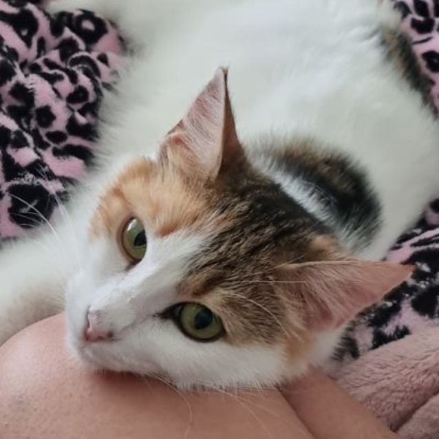 Photo of Belle Belle 🦋