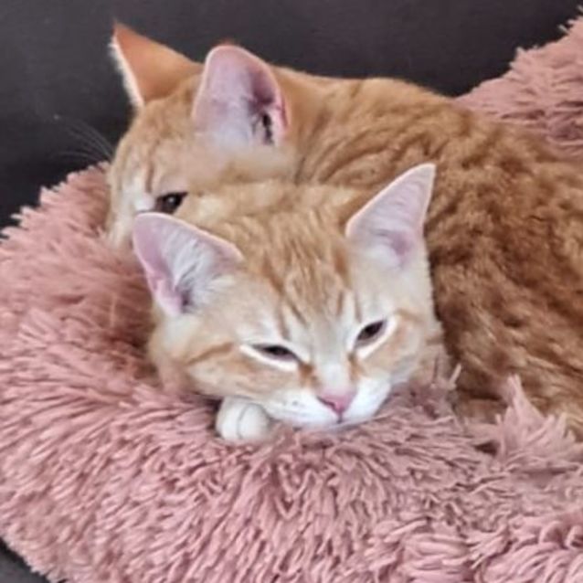 Photo of Meridah & Morris ^^Dandy Cat Rescue^^