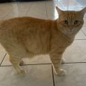 Photo of Tonka