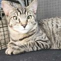Photo of Chad **2nd Chance Cat Rescue**