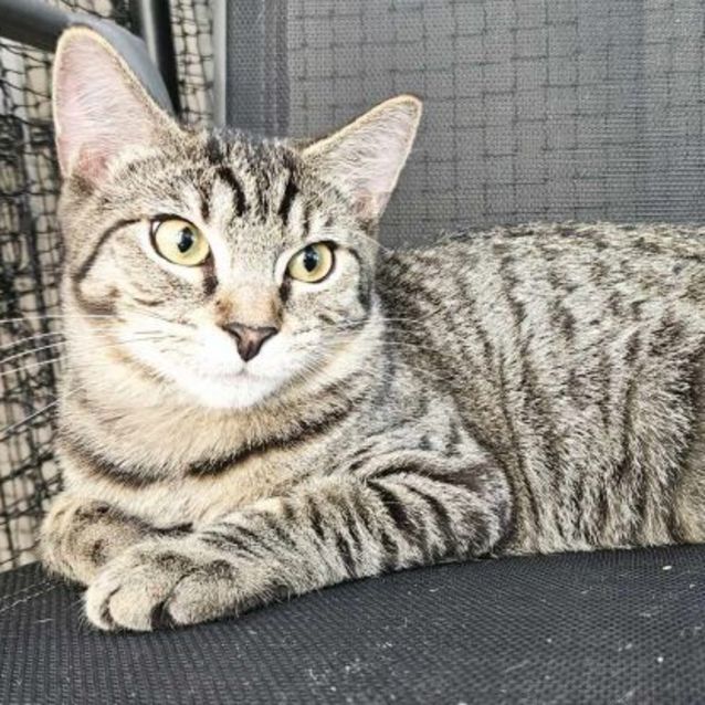 Photo of Chad **2nd Chance Cat Rescue**