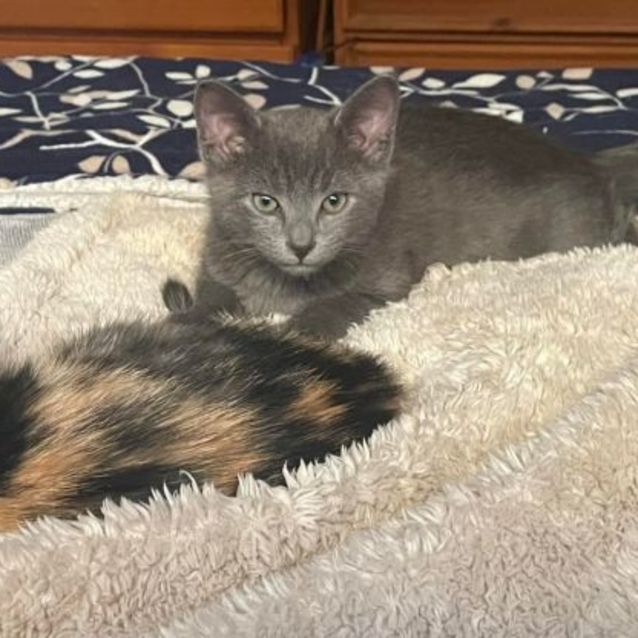Photo of Meeko**2nd Chance Cat Rescue**