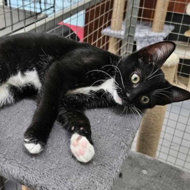 Photo of Rhyanna ** 2nd Chance Cat Rescue**