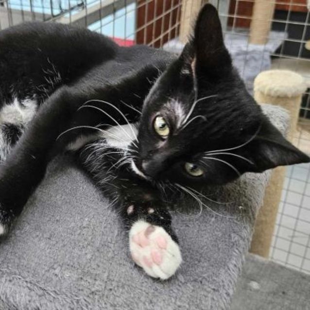 Photo of Rhyanna ** 2nd Chance Cat Rescue**