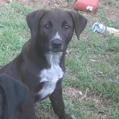 Lucy (on adoption trial)