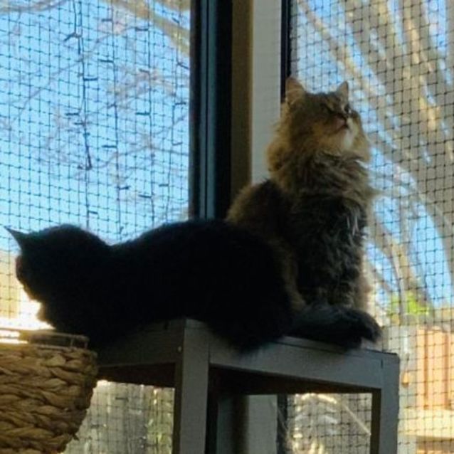 Photo of Eliza & Andre 🌹🐈‍⬛