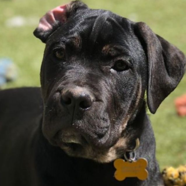 Photo of Shania Twain