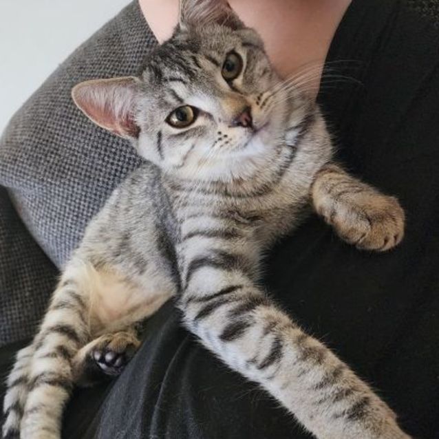 Photo of Binki And Leopard 