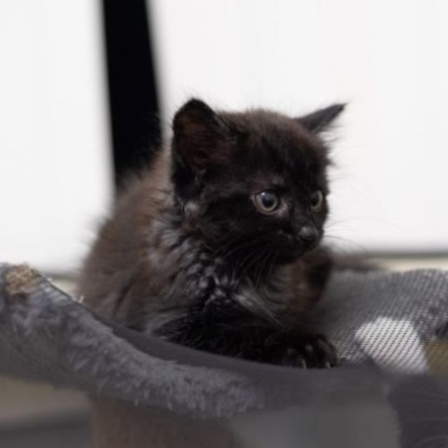 Photo of Carlos  Male Kitten (On Trial 17/03/2022)