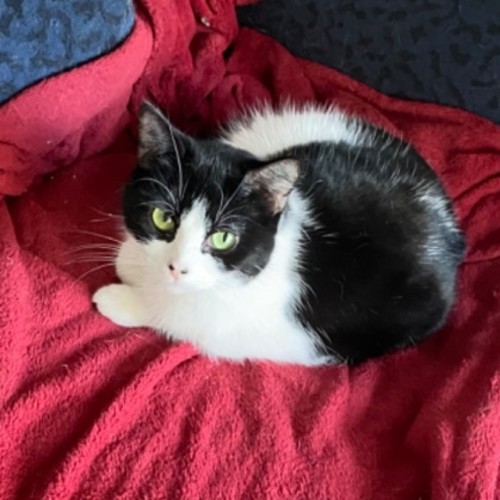 Clessie **2nd Chance Cat Rescue** - Domestic Short Hair Cat