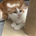Photo of Roqueford**2nd Chance Cat Rescue**