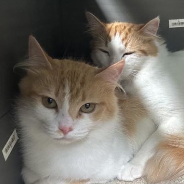 Photo of Magnolia **2nd Chance Cat Rescue**