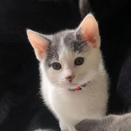 Boo **2nd Chance Cat Rescue**