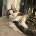 Photo of Incy **2nd Chance Cat Rescue**