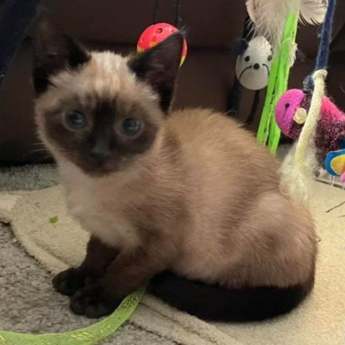 Roku**2nd Chance Cat Rescue**