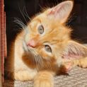 Photo of Blizzard  8 Week Old (On Trial 2/1/22)