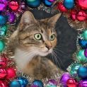 Photo of Tippy ** 2nd Chance Cat Rescue**