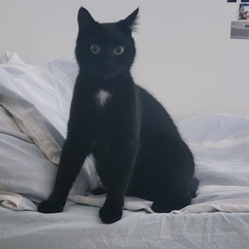 Inky* 9 Lives Project Rescue*