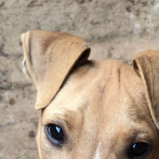 Photo of Bruno (On Adoption Trial)