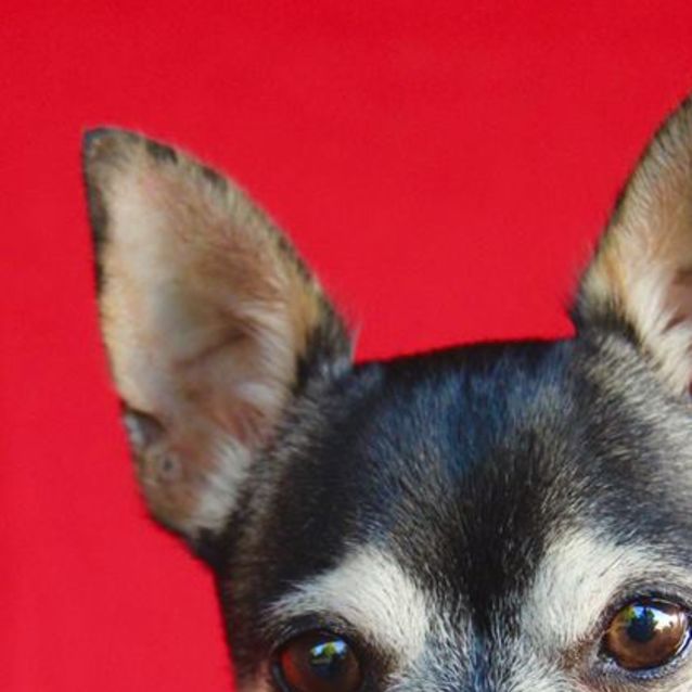 Photo of Sparrow (Expressions Of Interest Welcome)