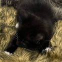 Photo of Frankie