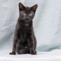 Photo of Zazel **2nd Chance Cat Rescue**