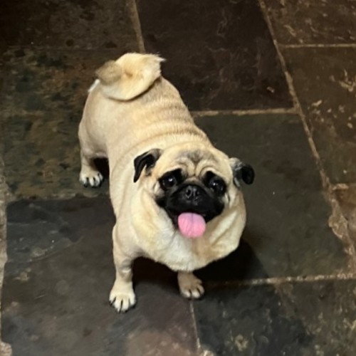 Pumpkin ( pugkin)