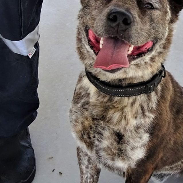 Photo of Buddy