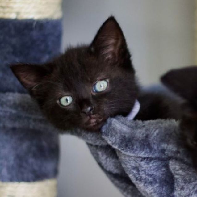 Photo of 🤍 Nebula 🤍