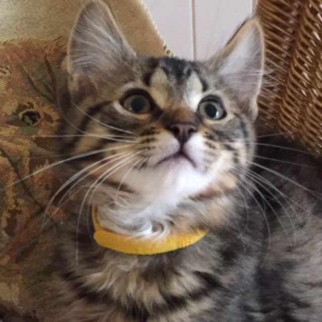 Photo of Kirby ^^Dandy Cat Rescue^^