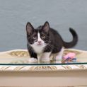 Photo of Springfield **2nd Chance Cat Rescue**