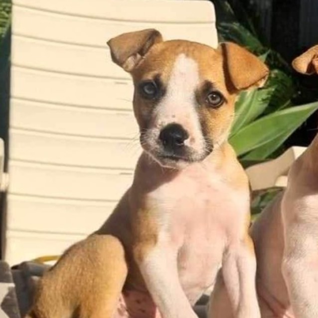 Photo of Roger 🐕🧡