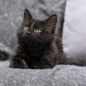 Photo of Emine **2nd Chance Cat Rescue**
