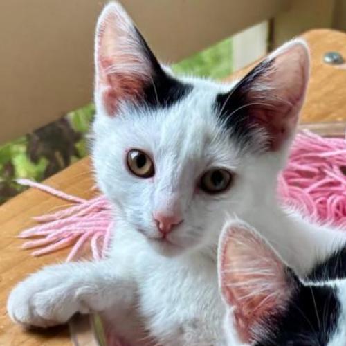 No photo for Patterson