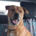 Photo of Rusty