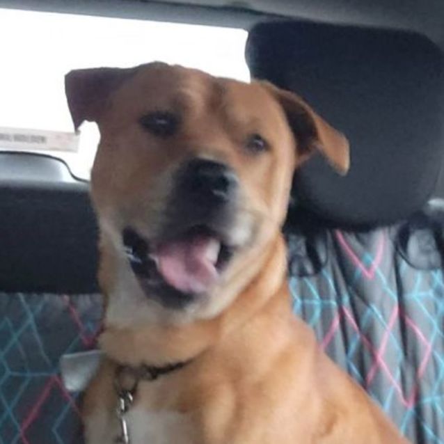 Photo of Rusty 