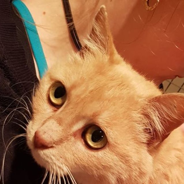 Photo of Tigga  Looking For A Forever Home With Her Brother