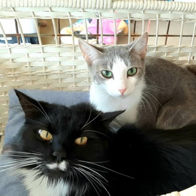 Photo of Moe. $200. Already In Foster Care Thanks :)