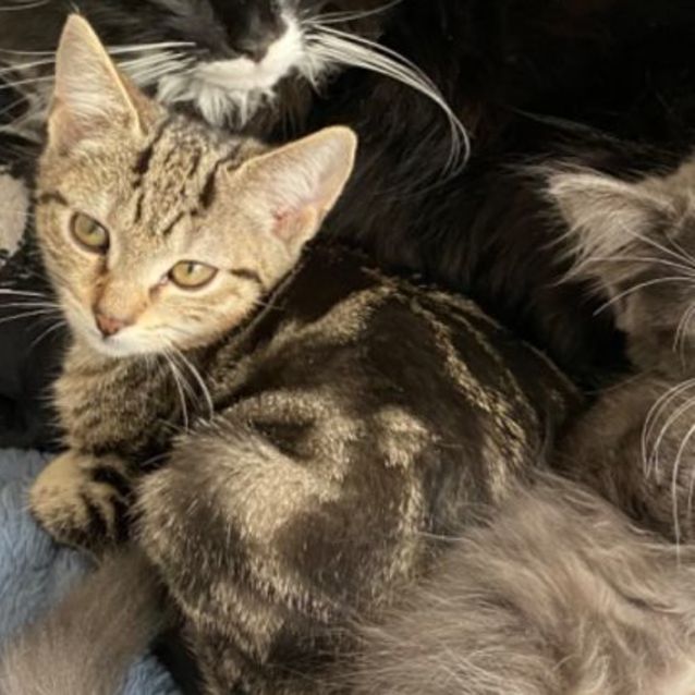 Photo of Goblin **2nd Chance Cat Rescue**