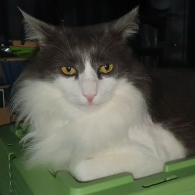 Photo of Louie