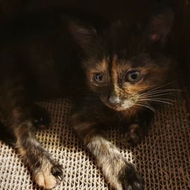 Photo of Opal  8 Week Old (On Trial 24/12/21)