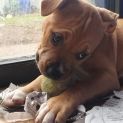 Photo of Melon